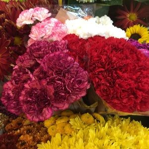 Meet your Posher, Lily